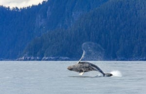 Whale jumping out of the water.