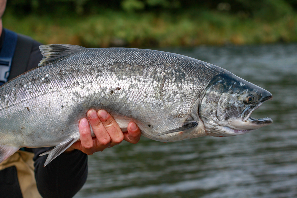 Close up of silver salmon