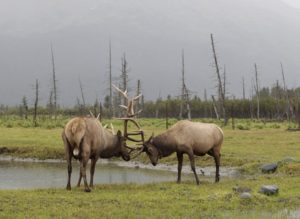 Elk locking horns.