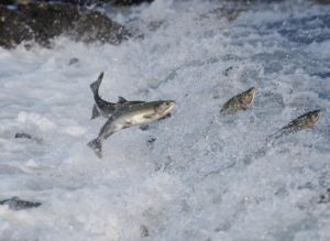 Salmon jumping up river.