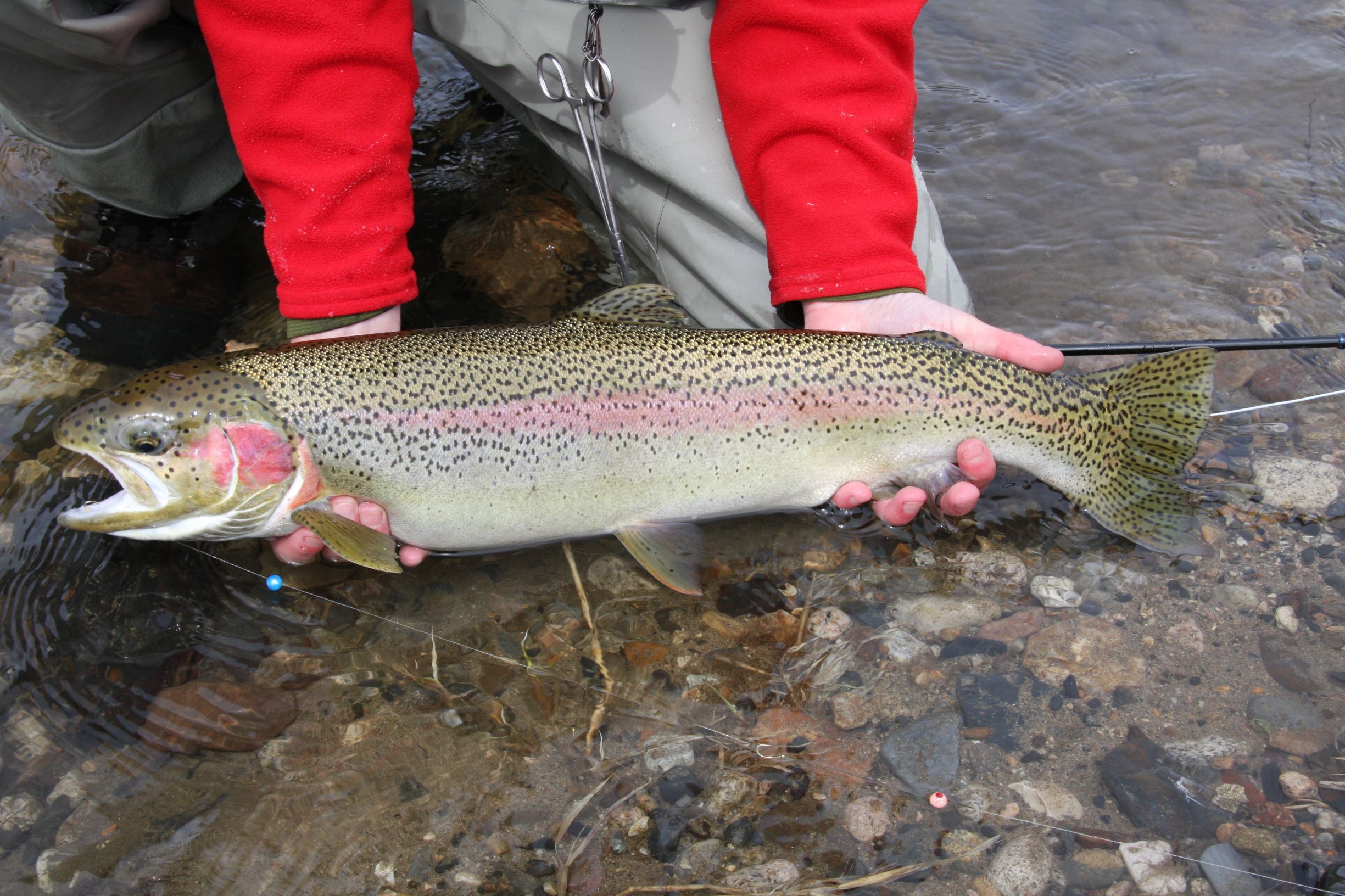 An Alaskan angler holds a nice sized rainbow trout while kneeling in the water.
